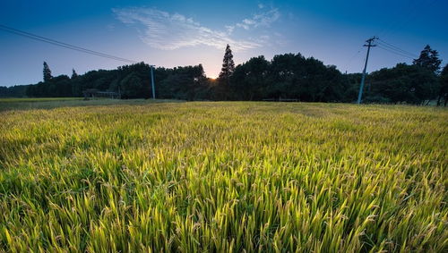 純農(nóng)地區(qū)發(fā)展之道 輸血與造血并重，推動畜產(chǎn)品購銷貿(mào)易
