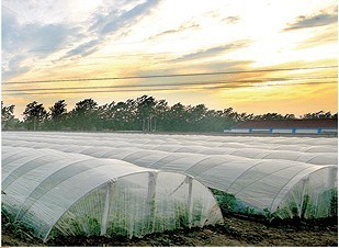 廈門西瓜專用膜銷售渠道及選購建議