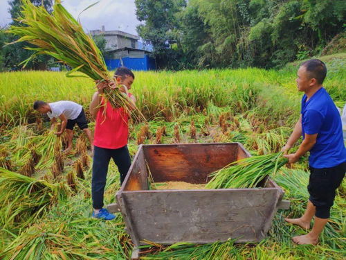 黃平縣千名黨員干部深入田間地頭，全力助農(nóng)搶秋收保豐收
