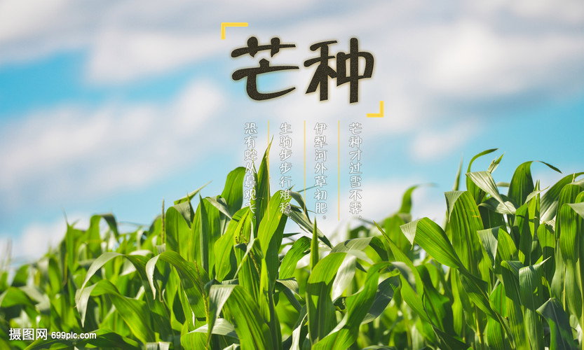 芒種時(shí)節(jié)繪豐年 創(chuàng)意海報(bào)點(diǎn)亮畜產(chǎn)品購(gòu)銷(xiāo)新篇章