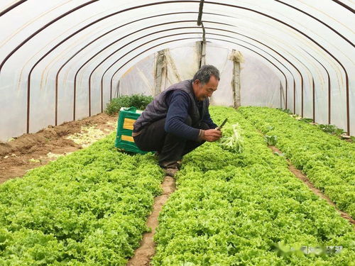 產銷對接顯成效 30噸滯銷蔬菜成功售出，畜產品購銷貿易同步拓展